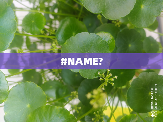#NAME?