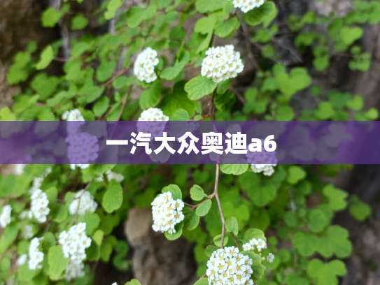 一汽大众奥迪a6