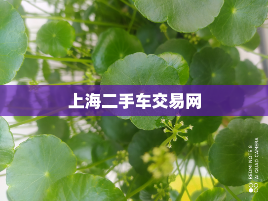 上海二手车交易网