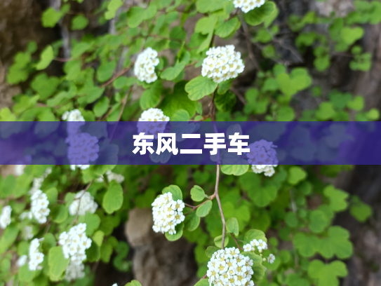 东风二手车