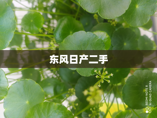 东风日产二手