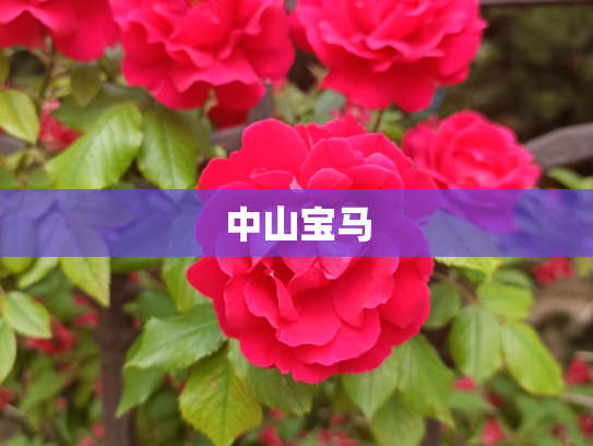 中山宝马
