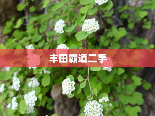 丰田霸道二手