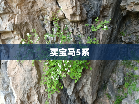买宝马5系
