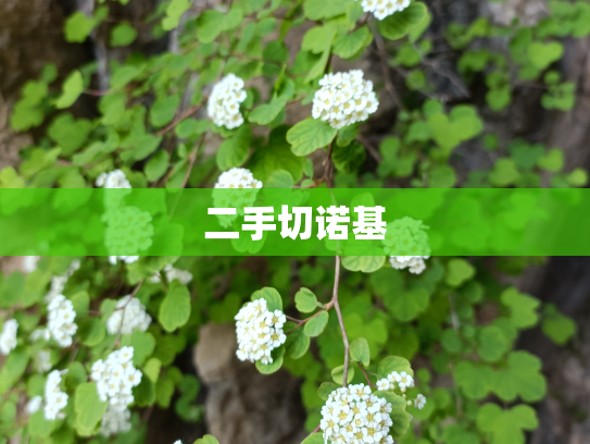 二手切诺基
