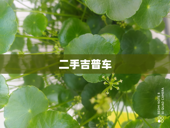 二手吉普车
