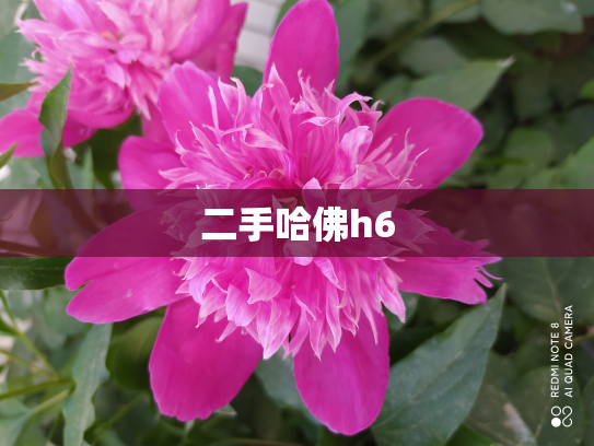 二手哈佛h6