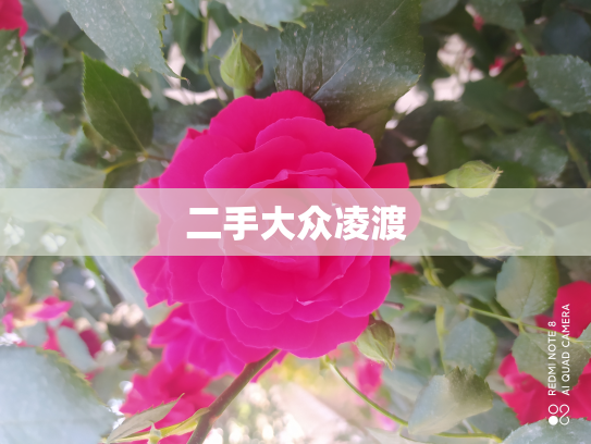 二手大众凌渡