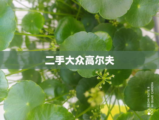 二手大众高尔夫