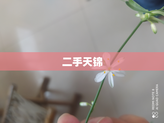 二手天锦