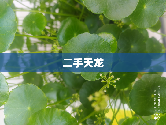 二手天龙