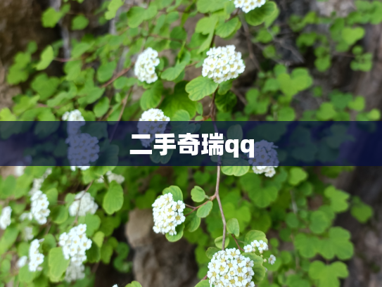 二手奇瑞qq