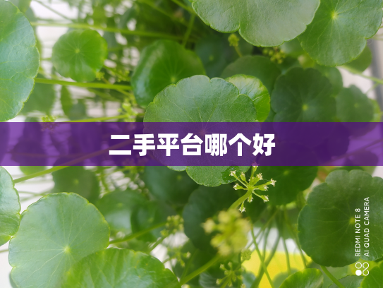 二手平台哪个好