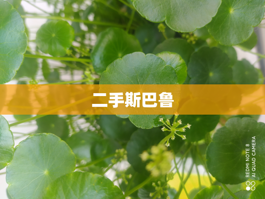 二手斯巴鲁