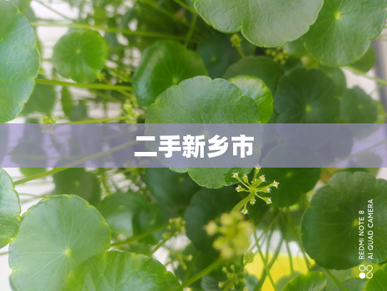 二手新乡市