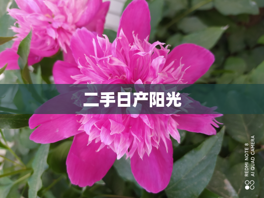 二手日产阳光