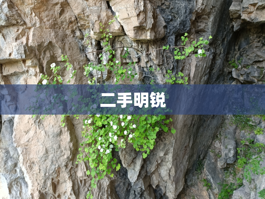 二手明锐