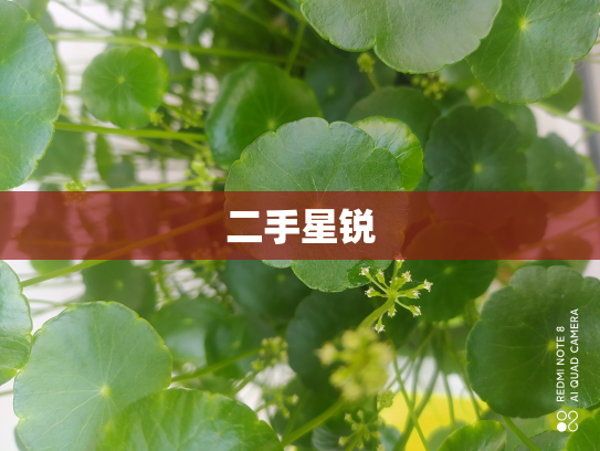 二手星锐