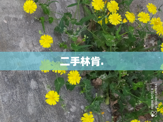 二手林肯.