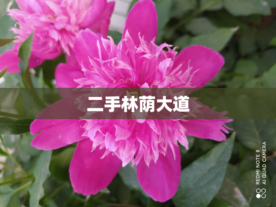 二手林荫大道