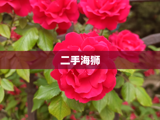 二手海狮