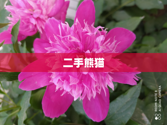 二手熊猫