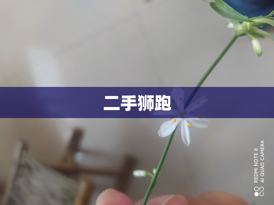 二手狮跑