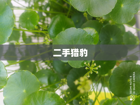 二手猎豹