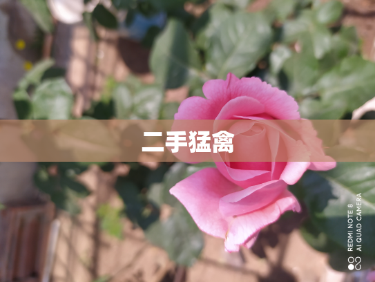 二手猛禽
