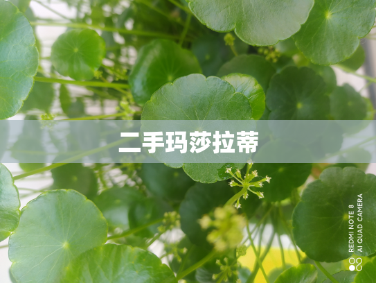 二手玛莎拉蒂