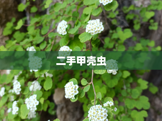 二手甲壳虫