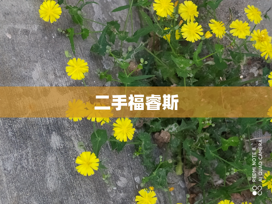 二手福睿斯