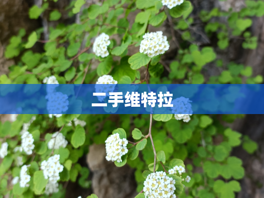 二手维特拉