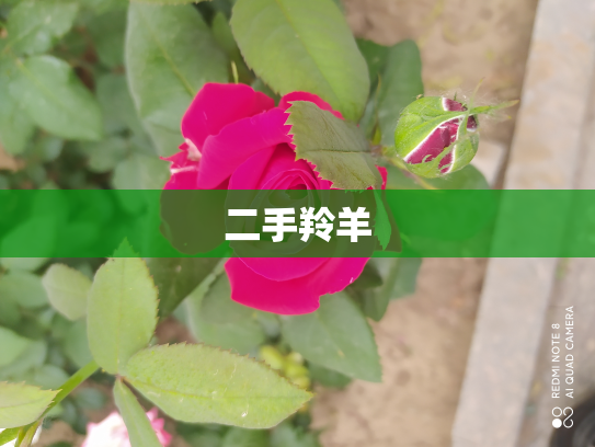 二手羚羊
