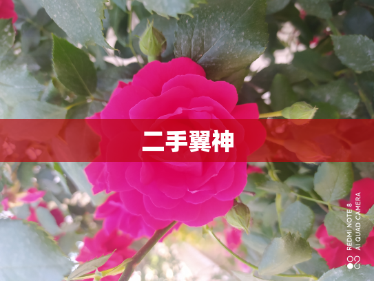 二手翼神