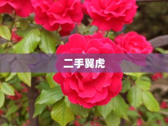 二手翼虎