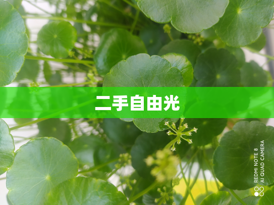 二手自由光