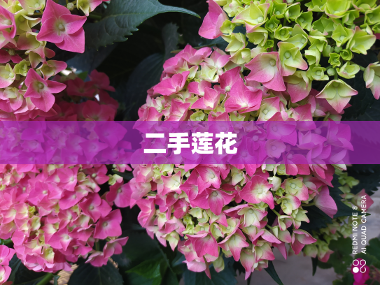 二手莲花