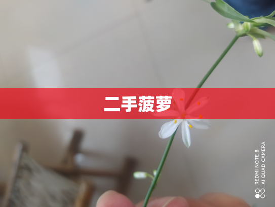 二手菠萝
