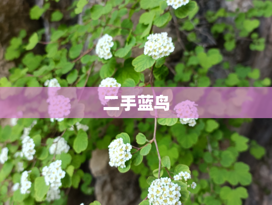 二手蓝鸟