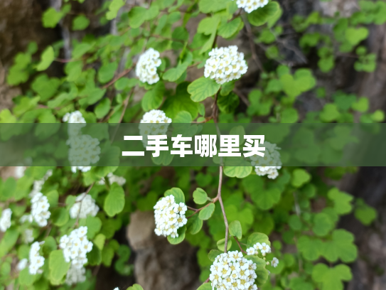 二手车哪里买