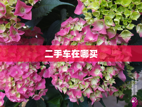二手车在哪买