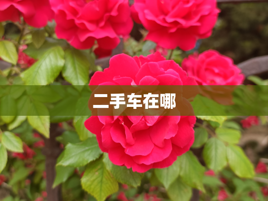 二手车在哪