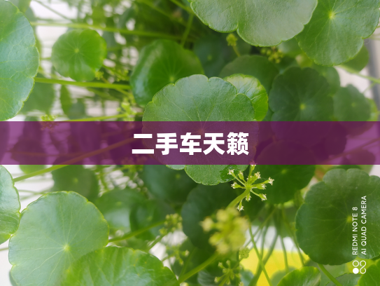 二手车天籁