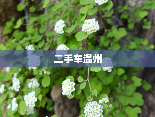 二手车温州