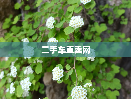 二手车直卖网
