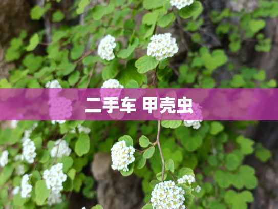二手车 甲壳虫