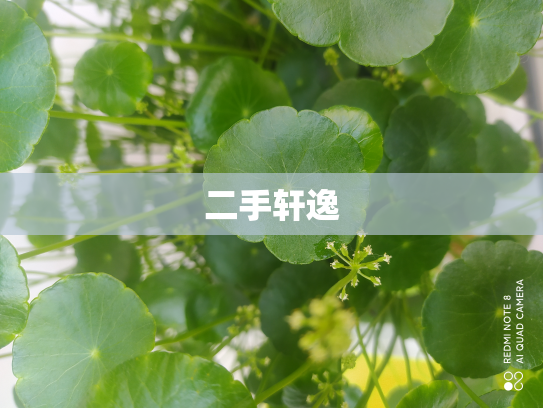 二手轩逸