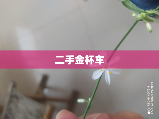 二手金杯车