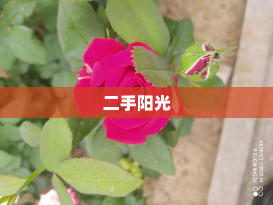 二手阳光